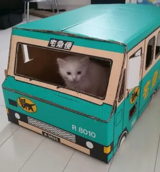 モカママ 様のお迎えした子猫