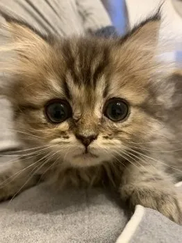 めぐ 様のお迎えした子猫