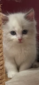 M.I 様のお迎えした子猫
