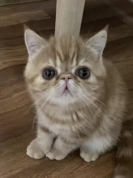 🌸もんも🌸 様のお迎えした子猫