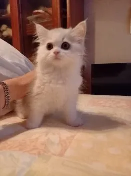 じゅんちゃん 様のお迎えした子猫