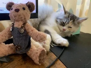 レミケル 様のお迎えした子猫