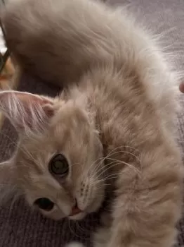 C.K 様のお迎えした子猫
