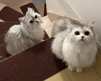 やすか 様のお迎えした子猫