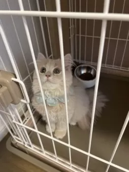 M.S 様のお迎えした子猫