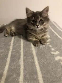 T.K 様のお迎えした子猫