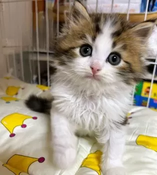 M.M 様のお迎えした子猫