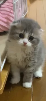 カトちゃん 様のお迎えした子猫