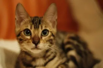 よね 様のお迎えした子猫