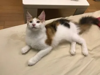 みー 様のお迎えした子猫