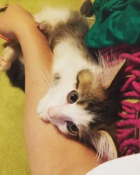 AK 様のお迎えした子猫