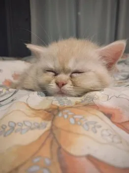 ted 様のお迎えした子猫