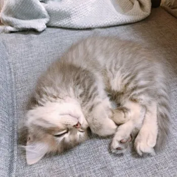 nuts 様のお迎えした子猫