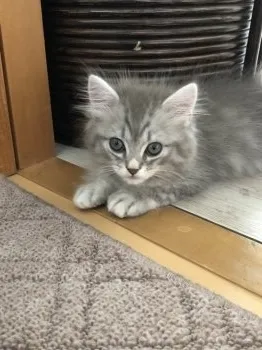 ぎんじろー 様のお迎えした子猫