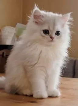 m.y 様のお迎えした子猫