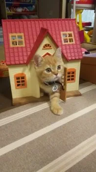 みーすけ 様のお迎えした子猫