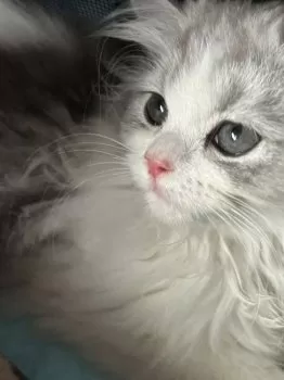 T.O 様のお迎えした子猫