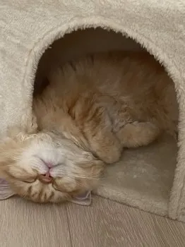 Kaori 様のお迎えした子猫