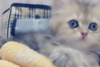 橋本 様のお迎えした子猫