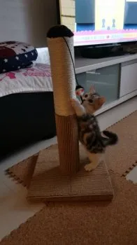 MAMI 様のお迎えした子猫