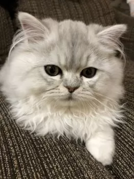 にてこ 様のお迎えした子猫