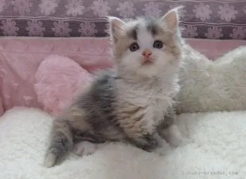 モコバーバ 様のお迎えした子猫