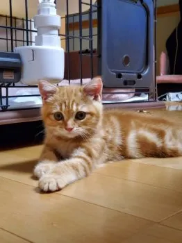 メイ 様のお迎えした子猫