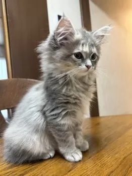 K 様のお迎えした子猫