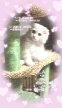 T.K 様のお迎えした子猫