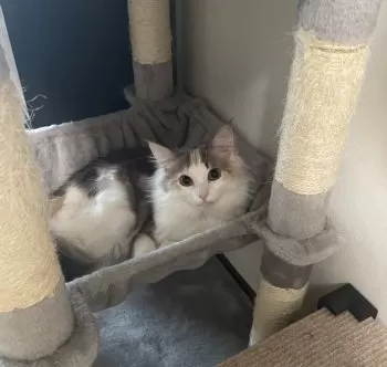 forestcat77 様のお迎えした子猫