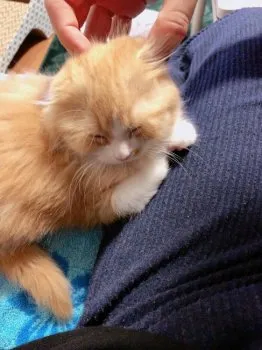K.N 様のお迎えした子猫
