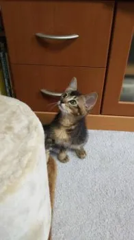きなこママ 様のお迎えした子猫