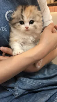 すずちゃん 様のお迎えした子猫