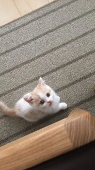 a.s 様のお迎えした子猫