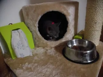 境 媛 様のお迎えした子猫