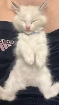 R.H 様のお迎えした子猫