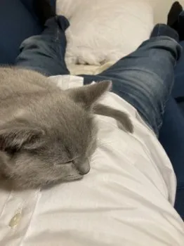 よち 様のお迎えした子猫