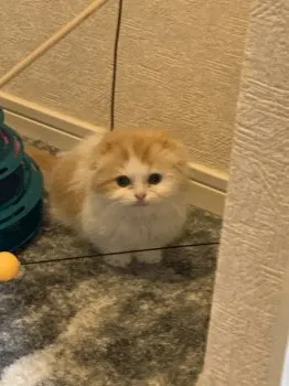 チョウ 様のお迎えした子猫