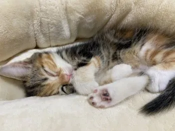 ゲン 様のお迎えした子猫