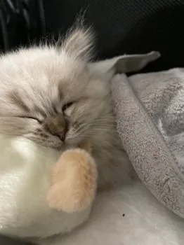 R.M 様のお迎えした子猫
