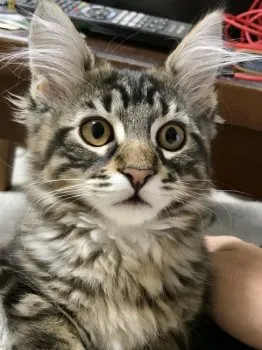 -Luke- 様のお迎えした子猫