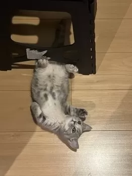 N.S 様のお迎えした子猫