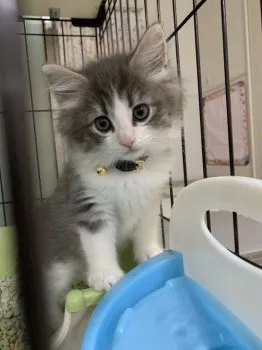 れーさん 様のお迎えした子猫