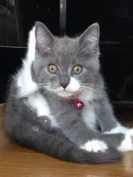 マチルダ 様のお迎えした子猫