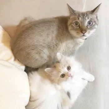 畠中 様のお迎えした子猫