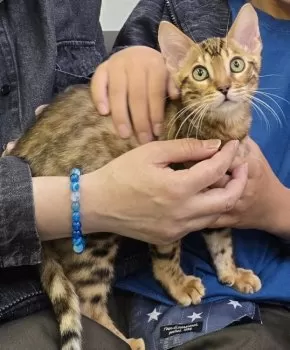 Y.A 様のお迎えした子猫