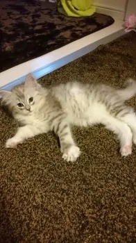 みの 様のお迎えした子猫