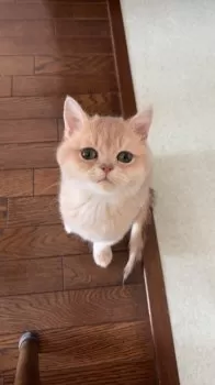 Y.K 様のお迎えした子猫