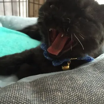 黒くん 様のお迎えした子猫