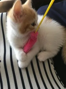 りる 様のお迎えした子猫
